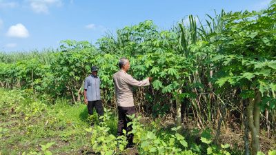 Bhabinkamtibmas Desa Kemantren Tinjau Lahan Ketela untuk Program Ketahanan Pangan Polresta Sidoarjo