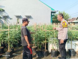 Bhabinkamtibmas Desa Kenongo Tinjau Lahan Ketahanan Pangan, Dorong Produktivitas Pertanian Sayuran