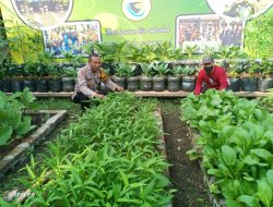 Bhabinkamtibmas Desa Kenongo Tinjau Lahan Sawi untuk Dukung Ketahanan Pangan