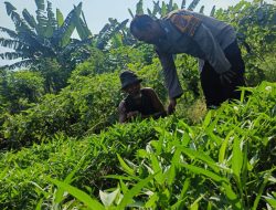 Bhabinkamtibmas Desa Panggreh Tinjau Lahan Pekarangan untuk Program Ketahanan Pangan