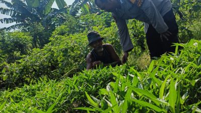 Bhabinkamtibmas Desa Panggreh Tinjau Lahan Pekarangan untuk Program Ketahanan Pangan