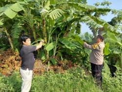 Bhabinkamtibmas Desa Pangkemiri Aktif Dukung Ketahanan Pangan Bergizi Lewat Pengecekan Lahan Warga