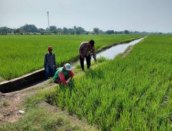 Bhabinkamtibmas Desa Pangkemiri Tinjau Lahan Ketahanan Pangan, Dukung Produktivitas Pertanian Warga