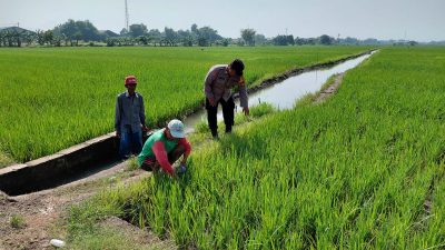 Bhabinkamtibmas Desa Pangkemiri Tinjau Lahan Ketahanan Pangan, Dukung Produktivitas Pertanian Warga