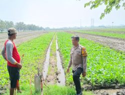 Bhabinkamtibmas Desa Seketi Dorong Ketahanan Pangan Lewat Pekarangan Bergizi