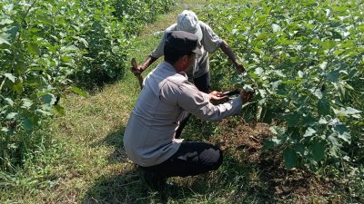 Bhabinkamtibmas Desa Semambung Aktif Cek Lahan Pekarangan Sayuran untuk Dukung Ketahanan Pangan