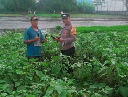 Bhabinkamtibmas Desa Sidokepung Dampingi Petani Terong untuk Ketahanan Pangan