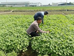 Bhabinkamtibmas Desa Tulangan Dukung Swasembada Pangan Lewat Program Ketahanan Pangan Bergizi