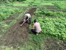 Bhabinkamtibmas Kenongo Tinjau Lahan Pertanian Sayuran Perkuat Ketahanan Pangan
