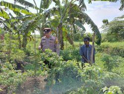 Bhabinkamtibmas Pangkemiri Tinjau Lahan Ketahanan Pangan Bergizi, Dukung Swasembada Pangan di Tulangan