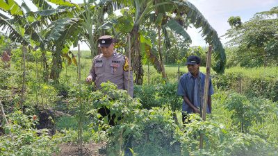 Bhabinkamtibmas Pangkemiri Tinjau Lahan Ketahanan Pangan Bergizi, Dukung Swasembada Pangan di Tulangan