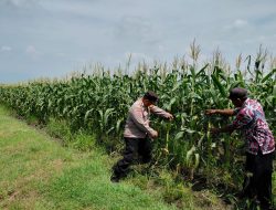 Bhabinkamtibmas Pangkemiri Tinjau Lahan Pertanian Dukung Program Ketahanan Pangan Polresta Sidoarjo