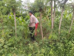 Bhabinkamtibmas Permisan Aktif Dukung Program Sayur Bergizi di Lahan Pekarangan