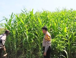 Bhabinkamtibmas Permisan Polsek Jabon Tinjau Lahan Jagung Dukung Program Ketahanan Pangan Desa