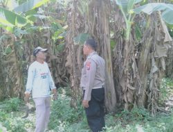 Bhabinkamtibmas Polsek Sukodono Tinjau Ketahanan Pangan di Lahan Pisang Ambon