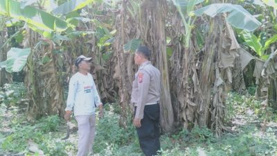 Bhabinkamtibmas Polsek Sukodono Tinjau Ketahanan Pangan di Lahan Pisang Ambon