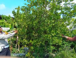 Bhabinkamtibmas Polsek Tanggulngin Tinjau Lahan Pekarangan Jeruk, Wujudkan Ketahanan Pangan Nasional