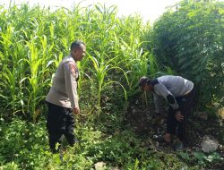 Bhabinkamtibmas Tambak Kalisogo Laksanakan Pengecekan Lahan Perkebunan Sayuran, Dorong Ketahanan Pangan Desa