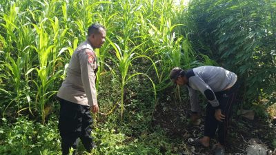 Bhabinkamtibmas Tambak Kalisogo Laksanakan Pengecekan Lahan Perkebunan Sayuran, Dorong Ketahanan Pangan Desa