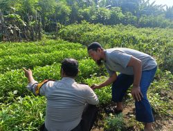 Bhabinkamtibmas Tambak Kalisogo Tinjau Lahan Perkebunan Sayuran untuk Perkuat Ketahanan Pangan Desa