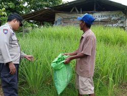 Bhabinkamtibmas Tropodo Polsek Waru Dorong Ketahanan Pangan Lewat Budidaya Padi di Lahan Pekarangan Fasum