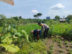 Bhabinkamtibmas Turun ke Lahan Pertanian, Dukung Petani Keboananom Gedangan Taman Cabai dan Kemangi