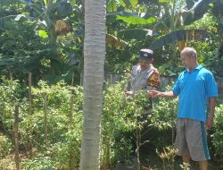 Bripka Kisom Dorong Ketahanan Pangan Melalui Budidaya Sayuran di Fasum Desa Kepuh Kiriman