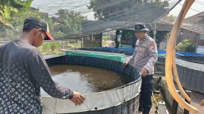 Budidaya Lele Jadi Andalan Ketahanan Pangan Desa Keboanagung Porong