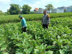 Dorong Ketahanan Pangan, Bhabinkamtibmas Polsek Buduran Dampingi Petani Terong