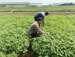 Dukung Ketahanan Pangan Polresta Sidoarjo, Bhabinkamtibmas Grabagan Pantau Lahan Sayur Bayam Warga