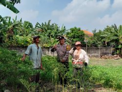 Dukung Swasembada Pangang, Bhabinkamtibmas Pangkemiri Tinjau Lahan Ketahanan Pangan Bergizi di Sidoarjo