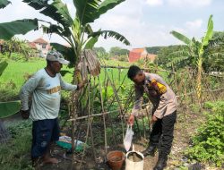 Polisi Aktif Dukung Pertanian Pekarangan, Bhabinkamtibmas Jabon Terjun Langsung