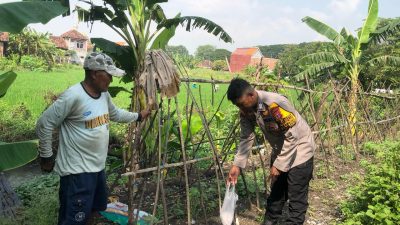 Polri Aktif Dukung Ketahanan Pangan, Aipda Fuad Tinjau Lahan Pekarangan Warga Balongtani