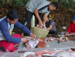 Hari Raya Idul Adha 1446 H. Yayasan Al-Irsyad Jember Sembelih 80 Kambing dan 9 Sapi