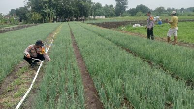 Kanit Binmas Polsek Krembung Dampingi Perawatan Tanaman Bawang Merah di Desa Lemujut