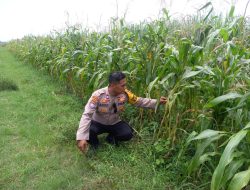 Kanit Binmas Polsek Krembung Dampingi Perawatan Jagung Wujudkan Ketahanan Pangan