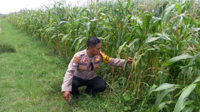 Kanit Binmas Polsek Krembung Dampingi Perawatan Jagung Wujudkan Ketahanan Pangan