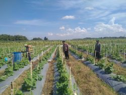 Kanit Binmas Polsek Prambon Tinjau Lahan Cabai dan Terong, Dukung Swasembada Pangan Mandiri Warga