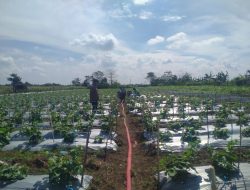 Kanit Binmas Polsek Prambon Tinjau Lahan Pekarangan Pangan Bergizi