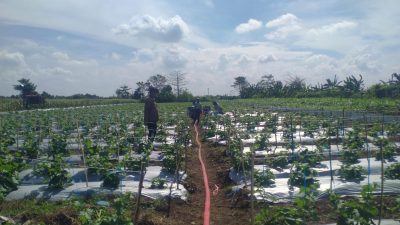 Kanit Binmas Polsek Prambon Tinjau Lahan Pekarangan Pangan Bergizi