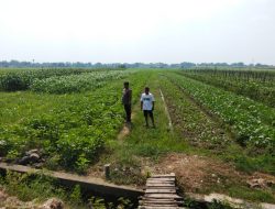Kanit Binmas Polsek Prambon Tinjau Lahan Pekarangan Pangan Bergizi di Desa Kedungkembar