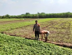 Kanit Binmas Polsek Prambon Tunjukkan Kepedulian Lewat Patroli Sambang Petani