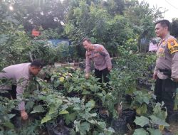 Kapolsek Krembung Cek Ketahanan Pangan P2B di Desa Lemujut