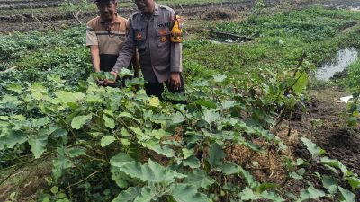 Kapolsek Taman Dorong Bhabinkamtibmas Aktif Dukung Ketahanan Pangan