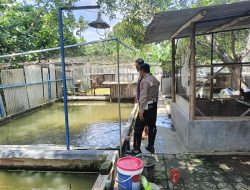 Kapolsek Tarik Dorong Bhabinkamtibmas Aktif Kawal Ketahanan Pangan Lewat Budidaya Lele di Pekarangan Rumah
