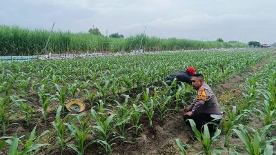Kapolsek Tarik Masifkan Pendampingan ke Petani, Cegah Gagal Panen