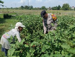Kolaborasi Polri dan Warga Wujudkan Ketahanan Pangan Bergizi di Kedung Cangkring