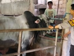 Optimalkan Ketahanan Pangan, Polsek Krembung Motivasi Peternak Sapi
