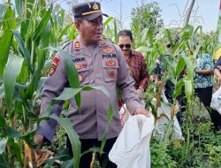 Panen Jagung Perdana di Lahan Bumdes Pademonegoro, Dukung Ketahanan Pangan Nasional