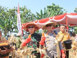 Panen Raya Jagung Serentak, Polres Bojonegoro dan Forkopimda Dukung Swasembada Pangan